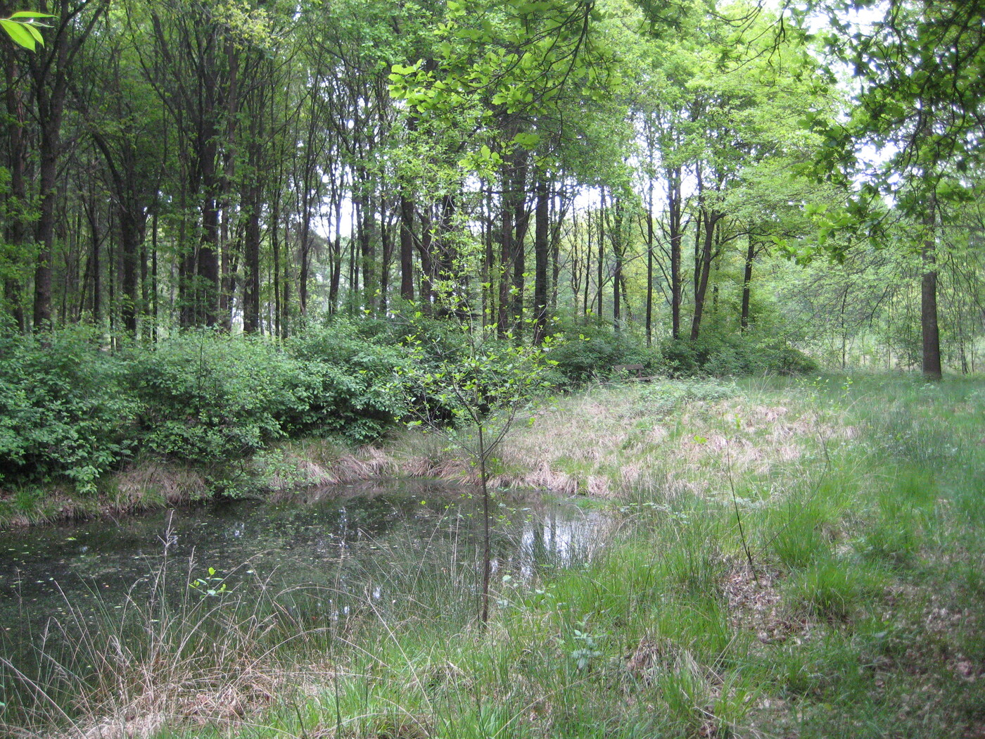 Armenbos; poel omringd door gras, struiken en bomen.