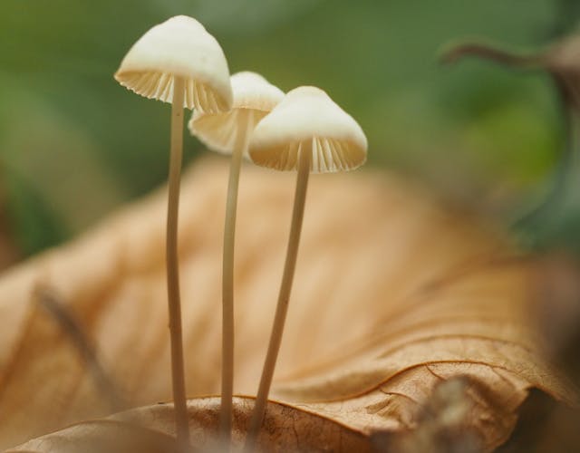 Armenbos paddenstoel