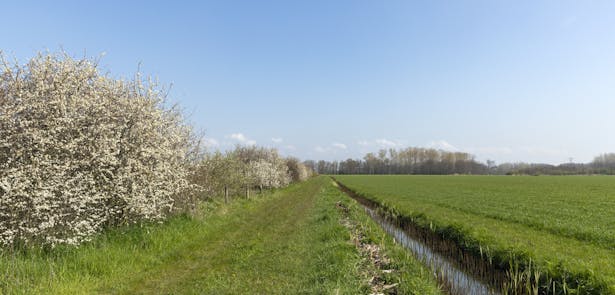 Bergharen landschap pad