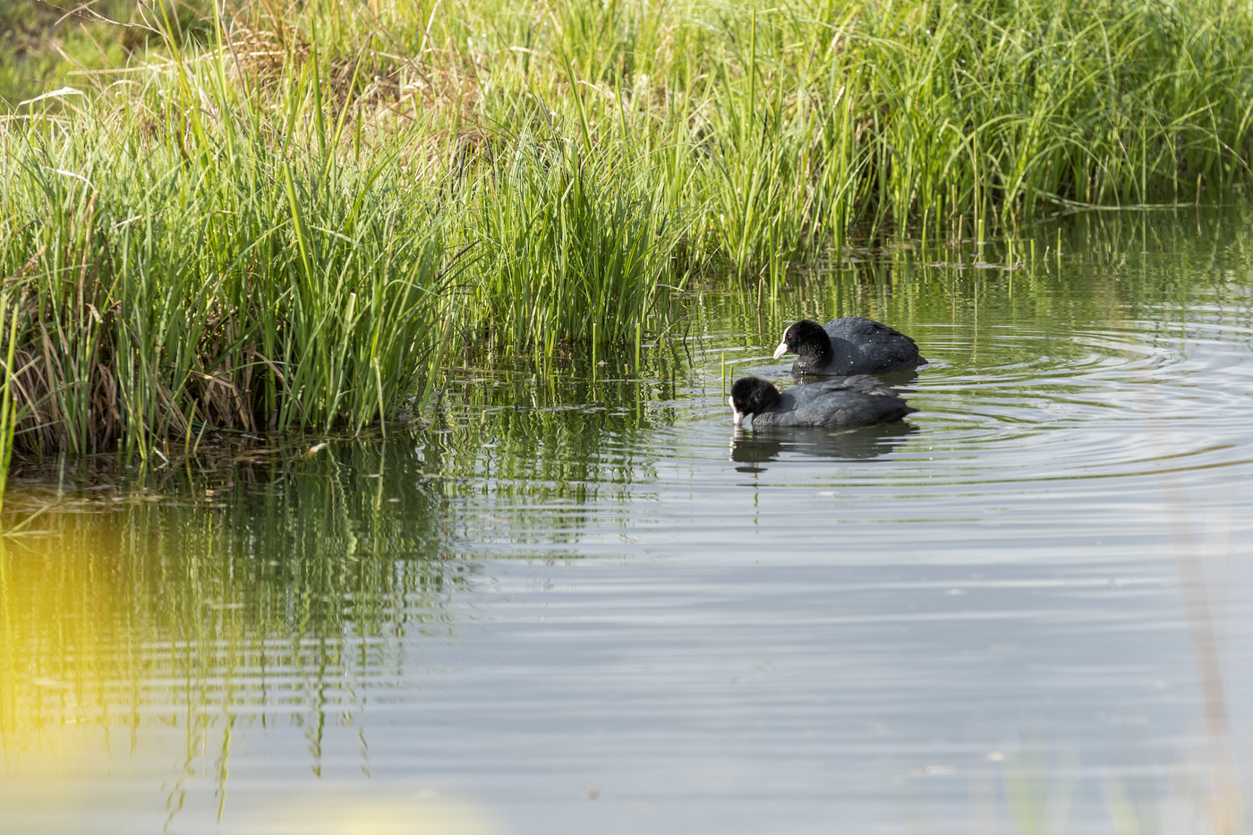 Bergharen; een rietkraag langs water met twee meerkoeten