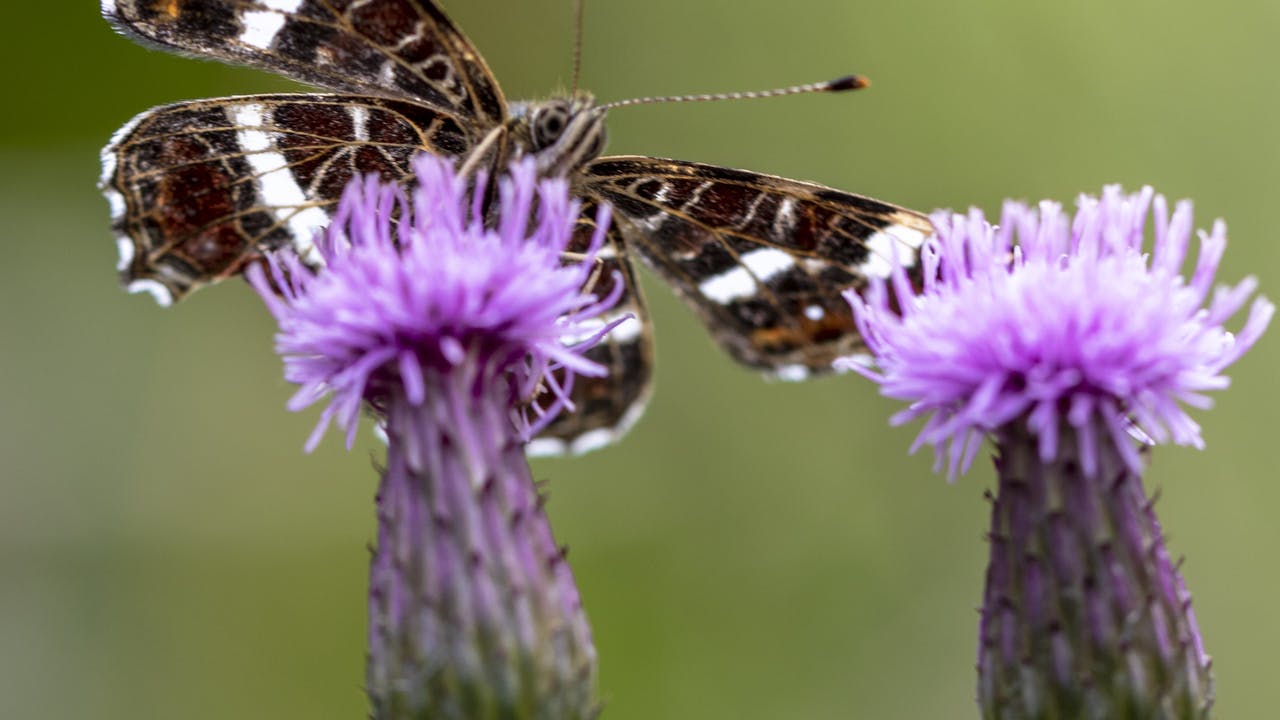Bergharen vlinder bloem