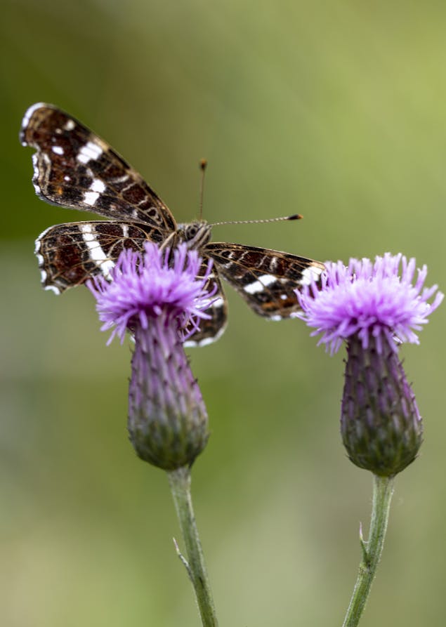Bergharen vlinder bloem