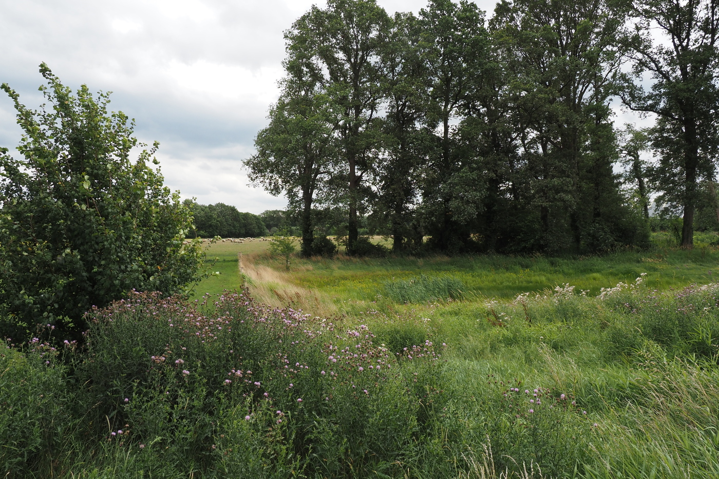 Meester Kok; wilde bloemen, een poel en een rij bomen, met op de achtergrond een weide