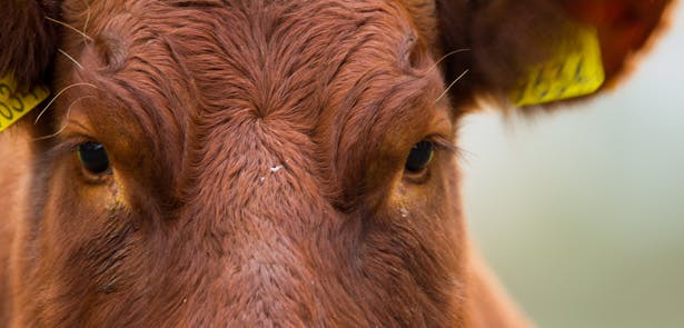 Landgoed Bonenburg; close-up van de kop van een koe