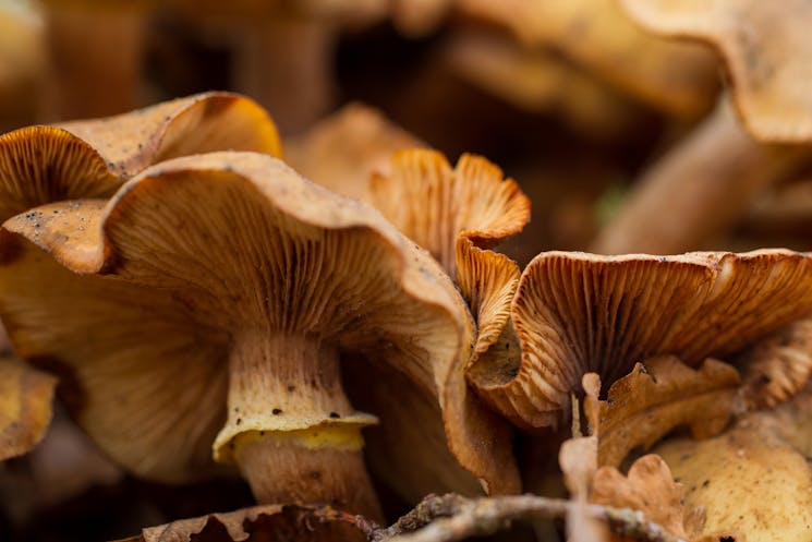 Landgoed Bonenburg; sombere honingzwam