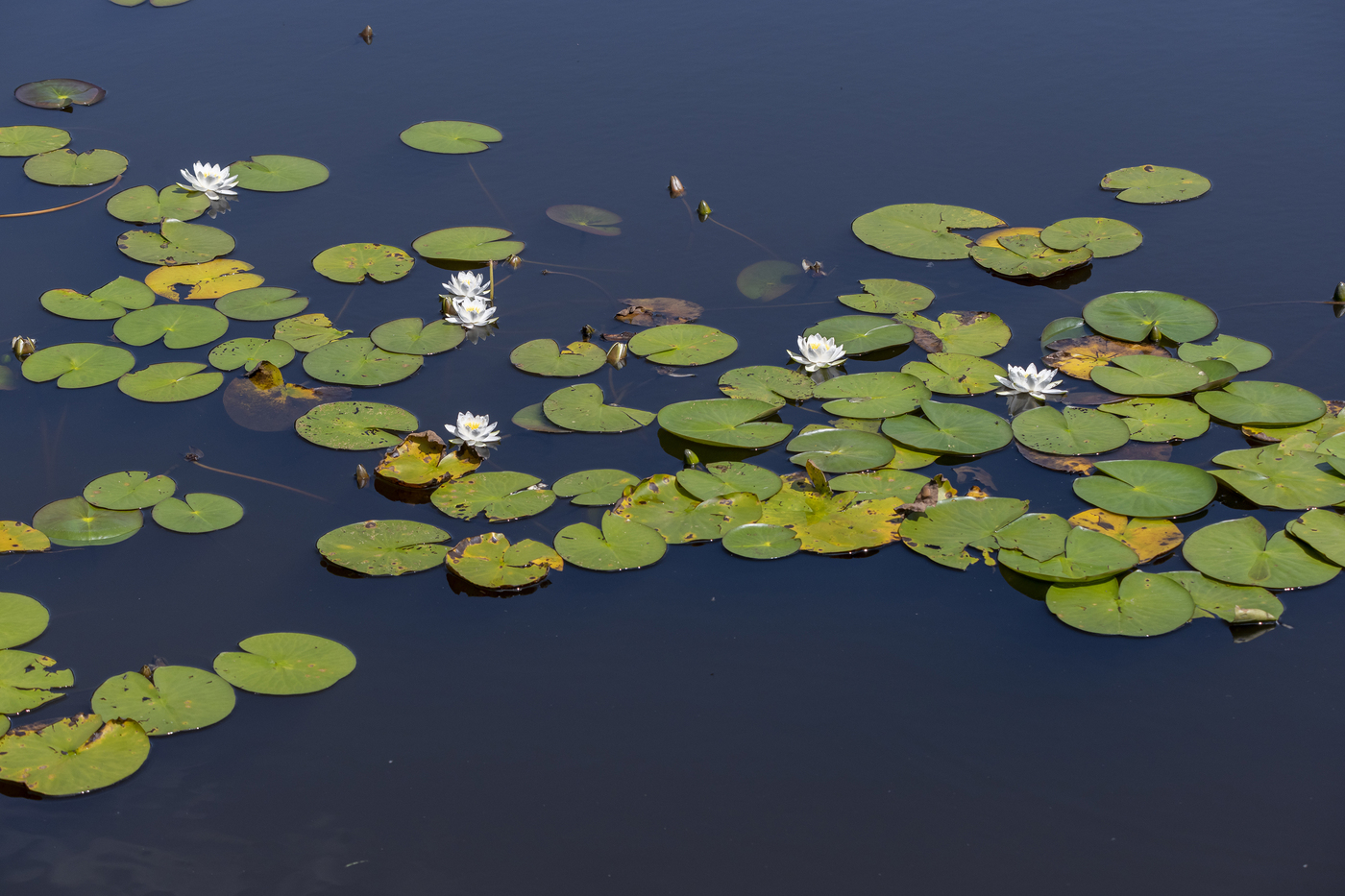 Borkense Baan en Veenhuis; waterlelies met witte bloemen