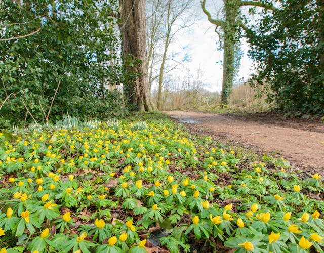 Brakel tuin bloembed