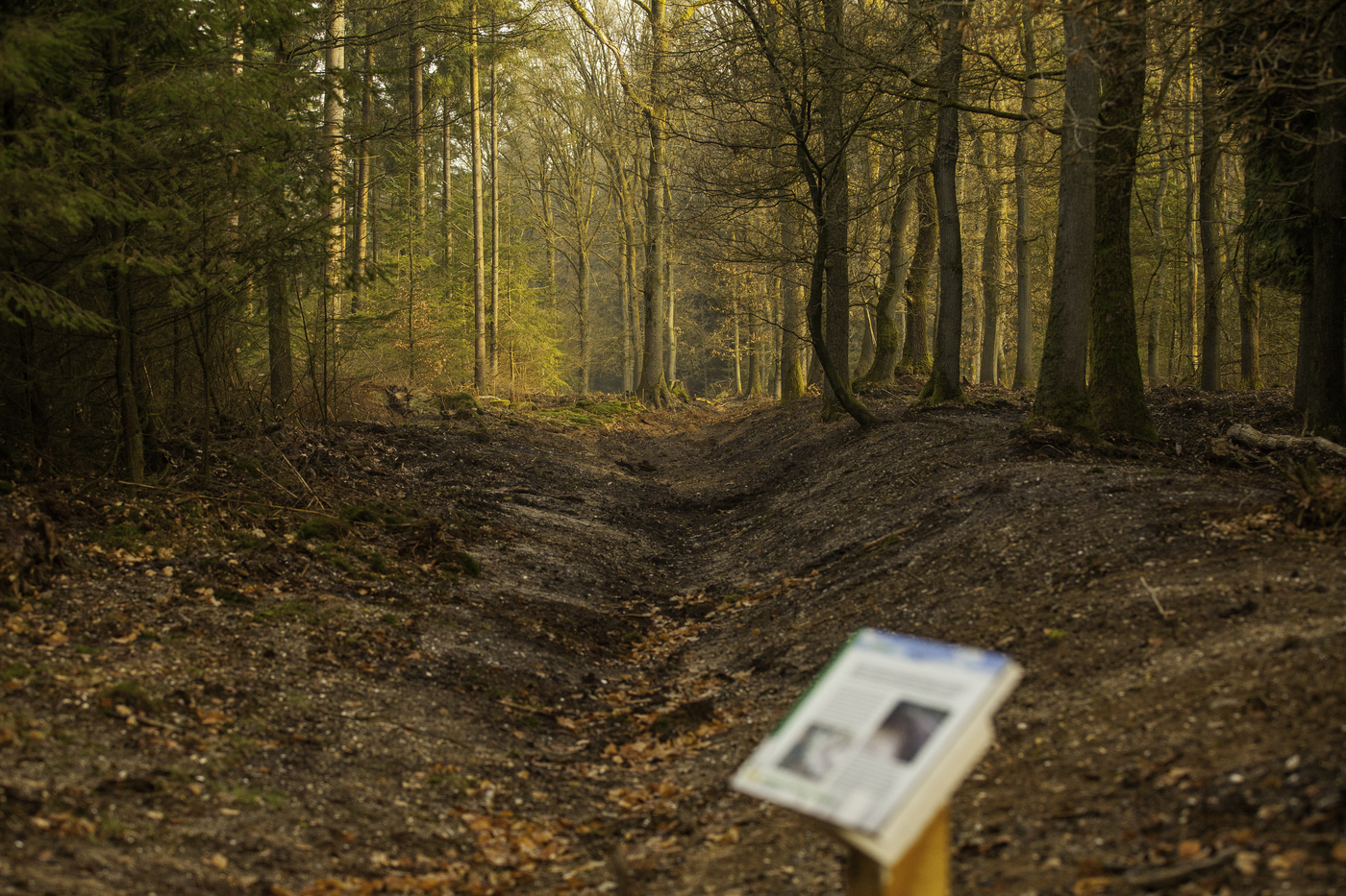 De restanten van een historische enkwal in bosgebied Bruggelen, vroeger gebruikt om vee en wild van akkers te weren.