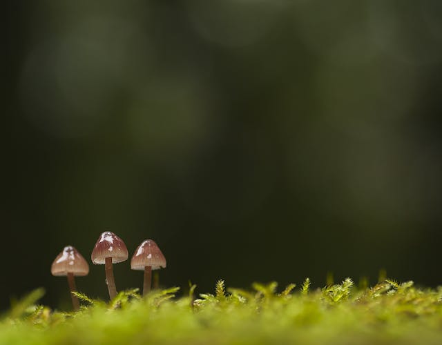 Bruggelen paddenstoelen