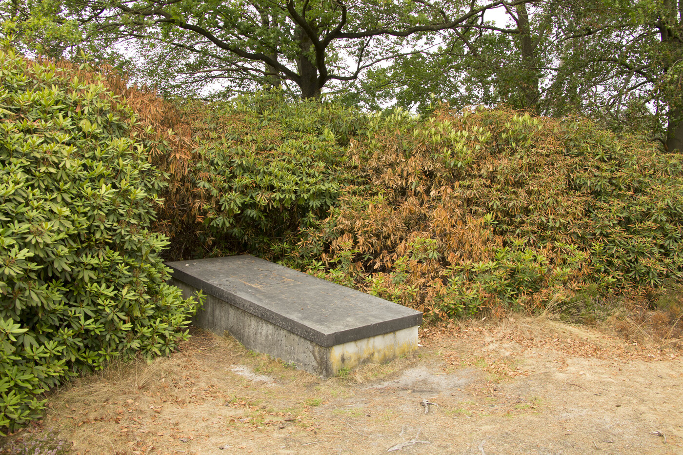 Het grafmonument van C.S. Buys Ballot op landgoed De Dellen, omgeven door bomen en rododendronstruiken.