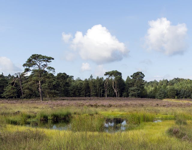 Heideveld met een ven, omringd door een bosrand van naaldbomen op landgoed De Dellen en Heerder Sprengen.