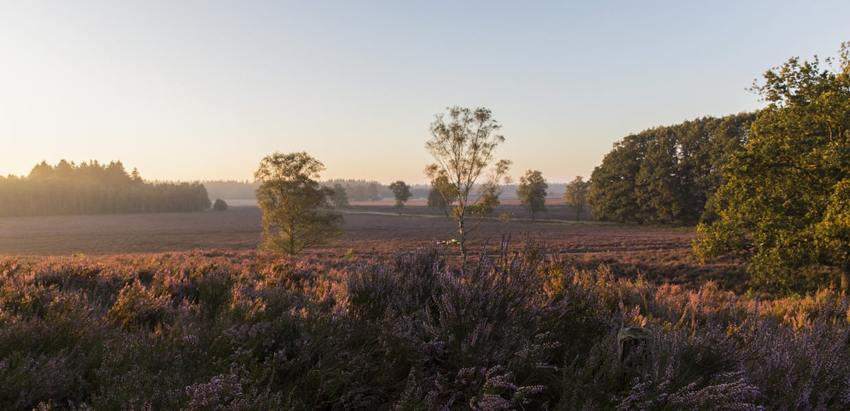 De Dellen heide bloei