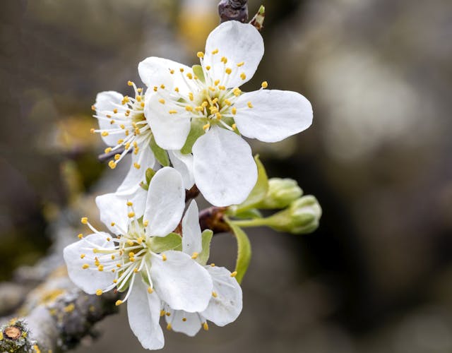 Tak met witte bloesem en gele meeldraden in close-up, gefotografeerd op landgoed De Ehze.