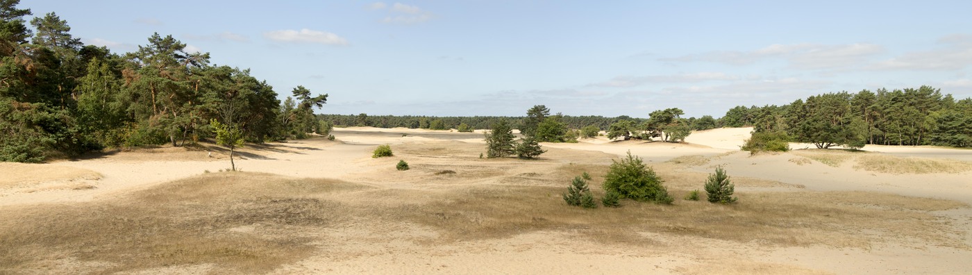 De Haere; panoramafoto van stuifzandgebied en bos.