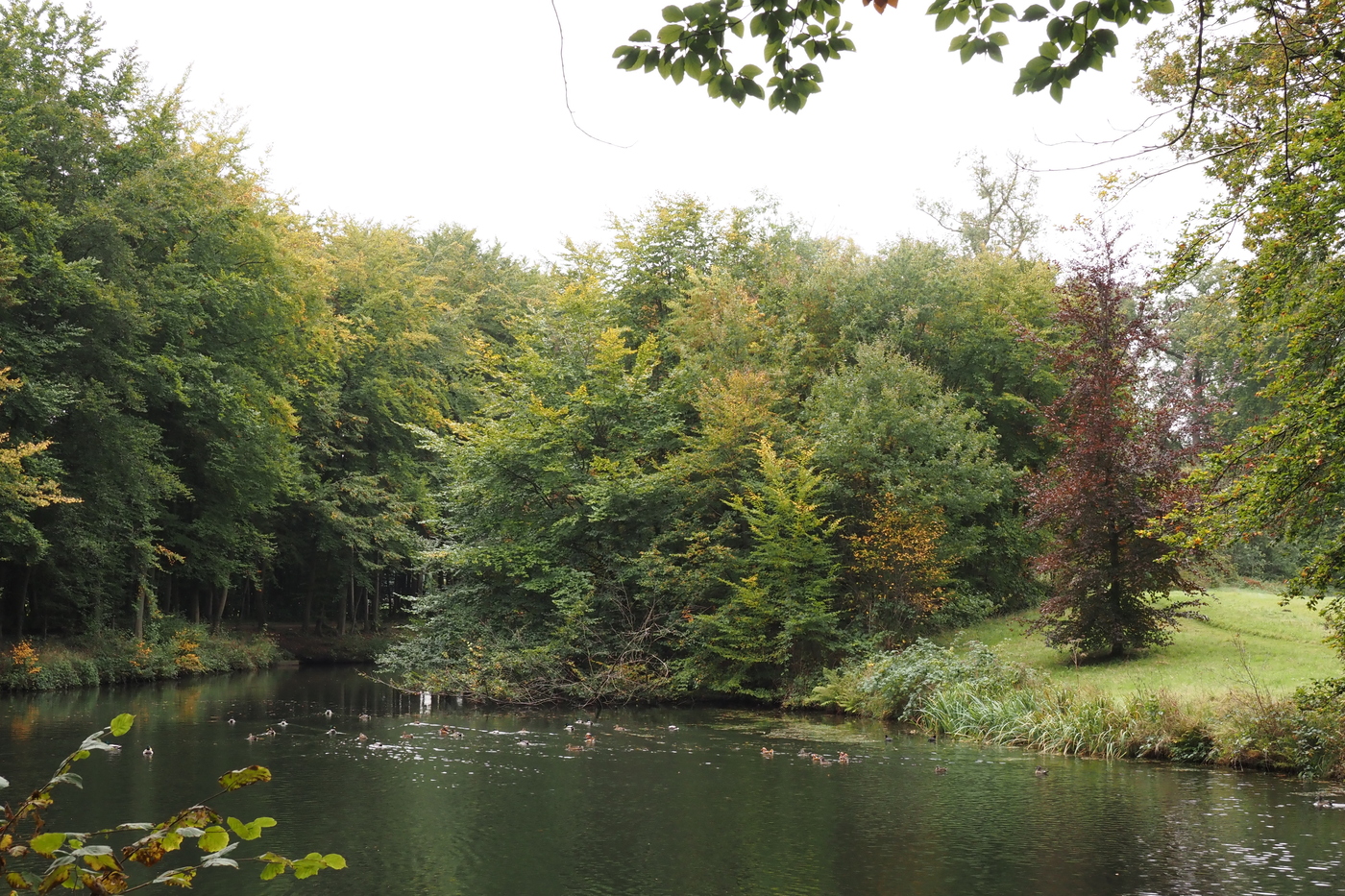 De Voorst vijver met eenden