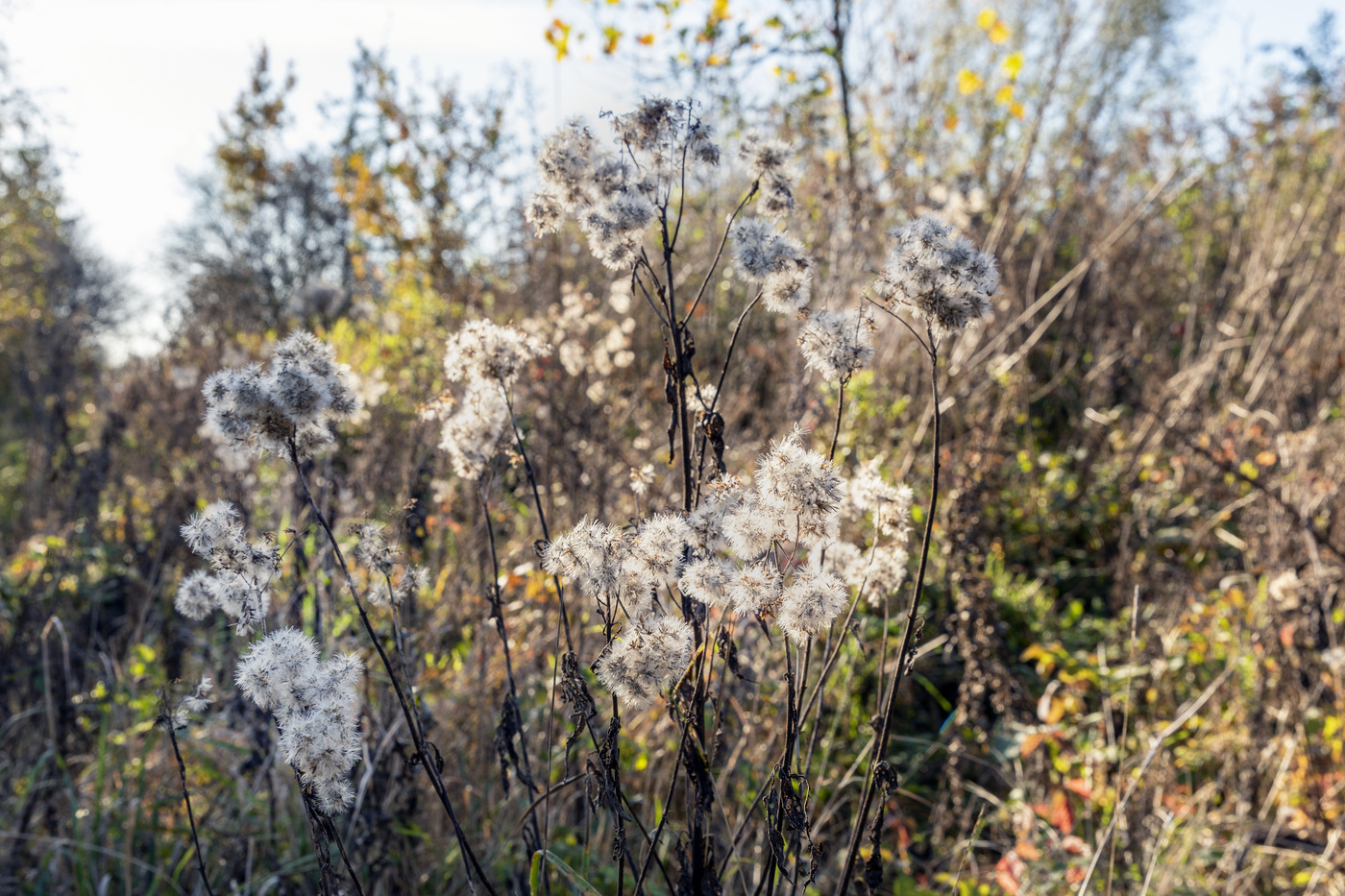 Dodewaard pluis op stok