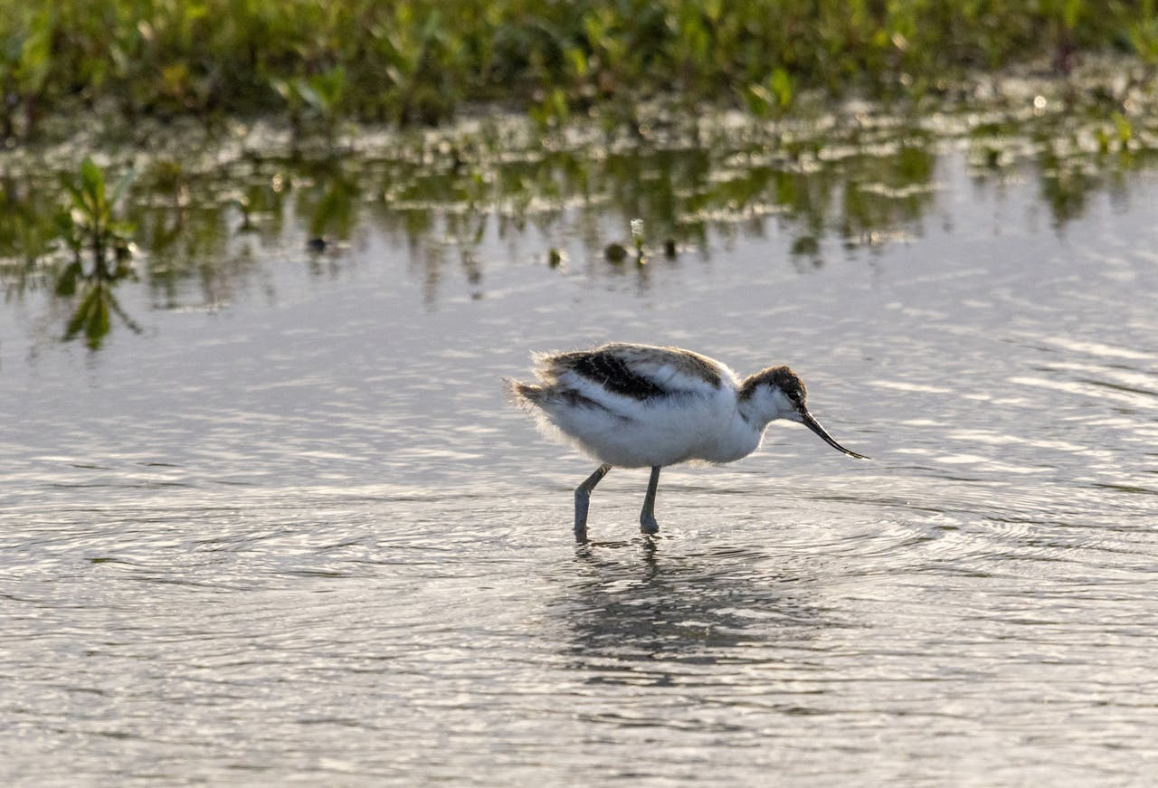 Goilberdingerwaarden kluut