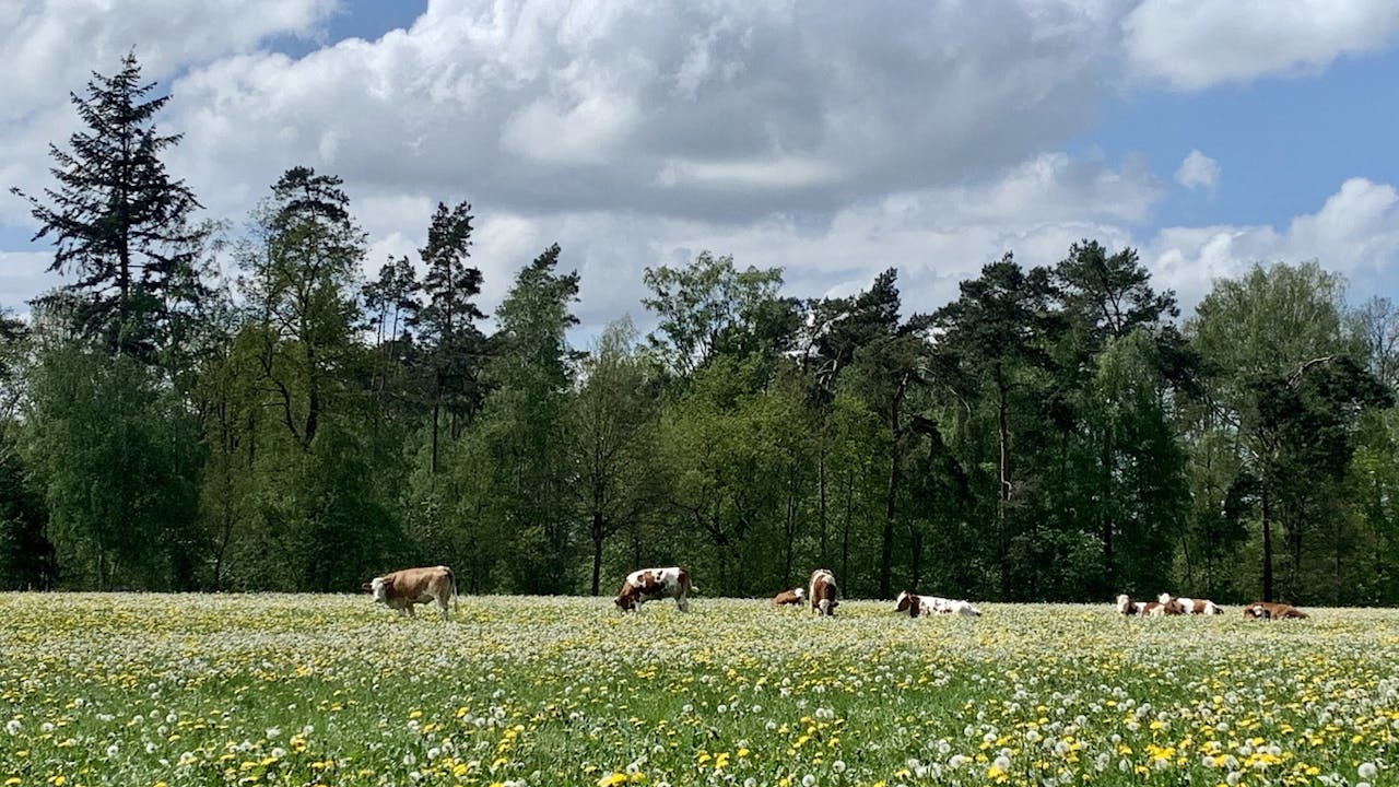 Hagen landschap koeien