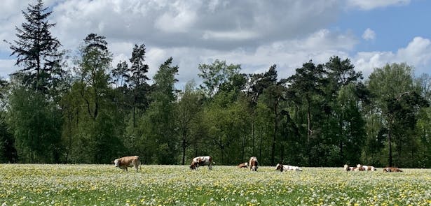 Landgoed Hagen; koeien in een weide met paardenbloemen, met op de achtergrond bos.