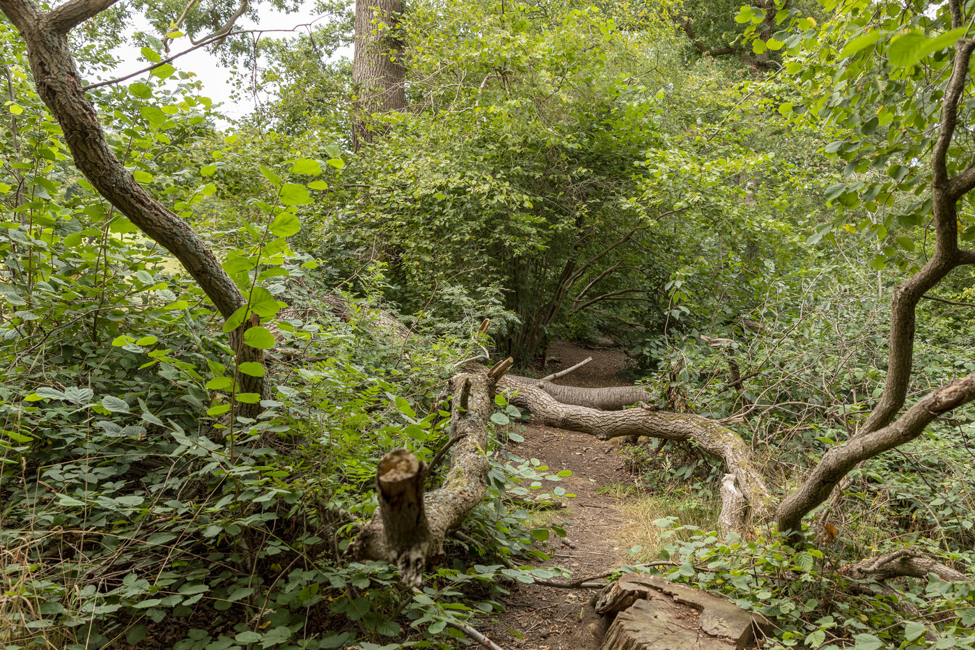 Hatertse Broek landschap