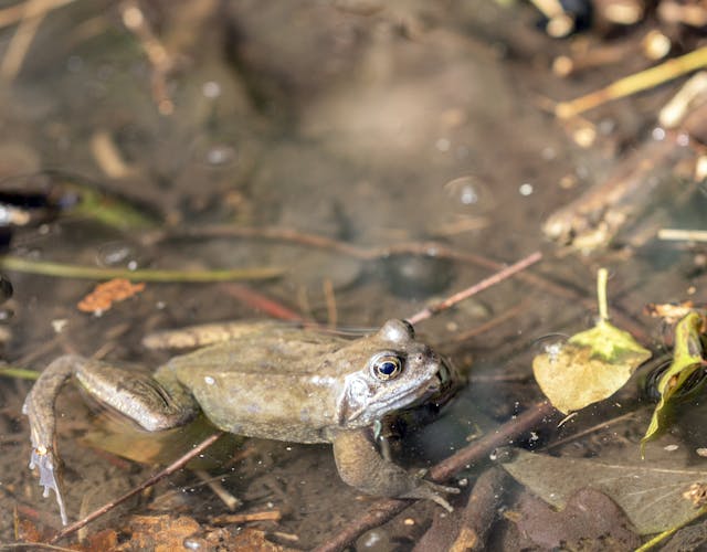 Heerlijkheid Beek Kikker