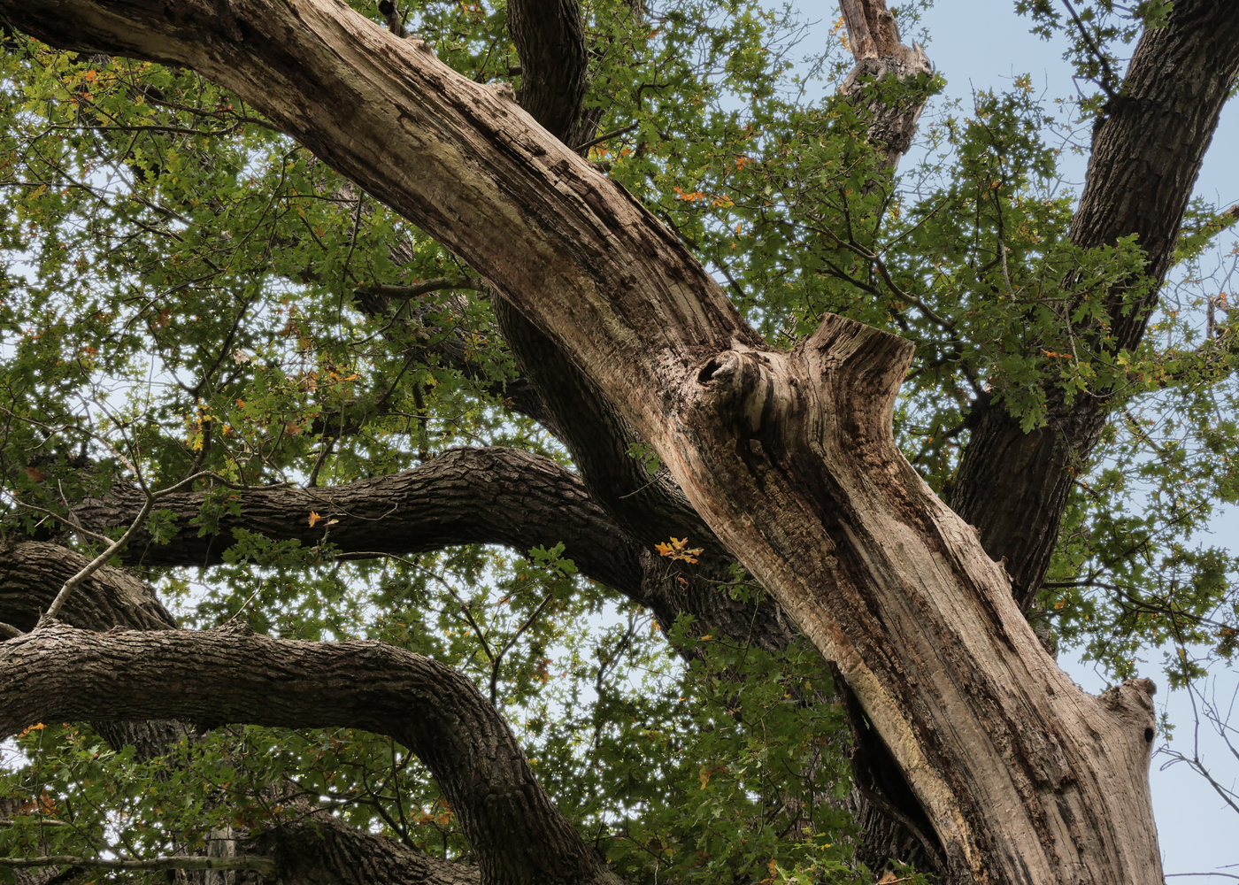 Kervelse Bos Sletterinkheide eik