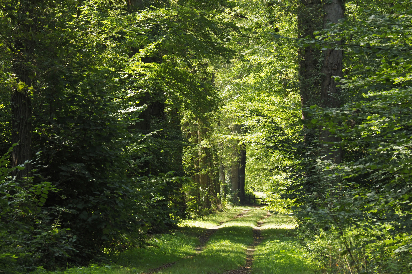 Kieftskamp landschap