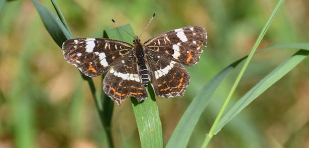 Korte Broek vlinder
