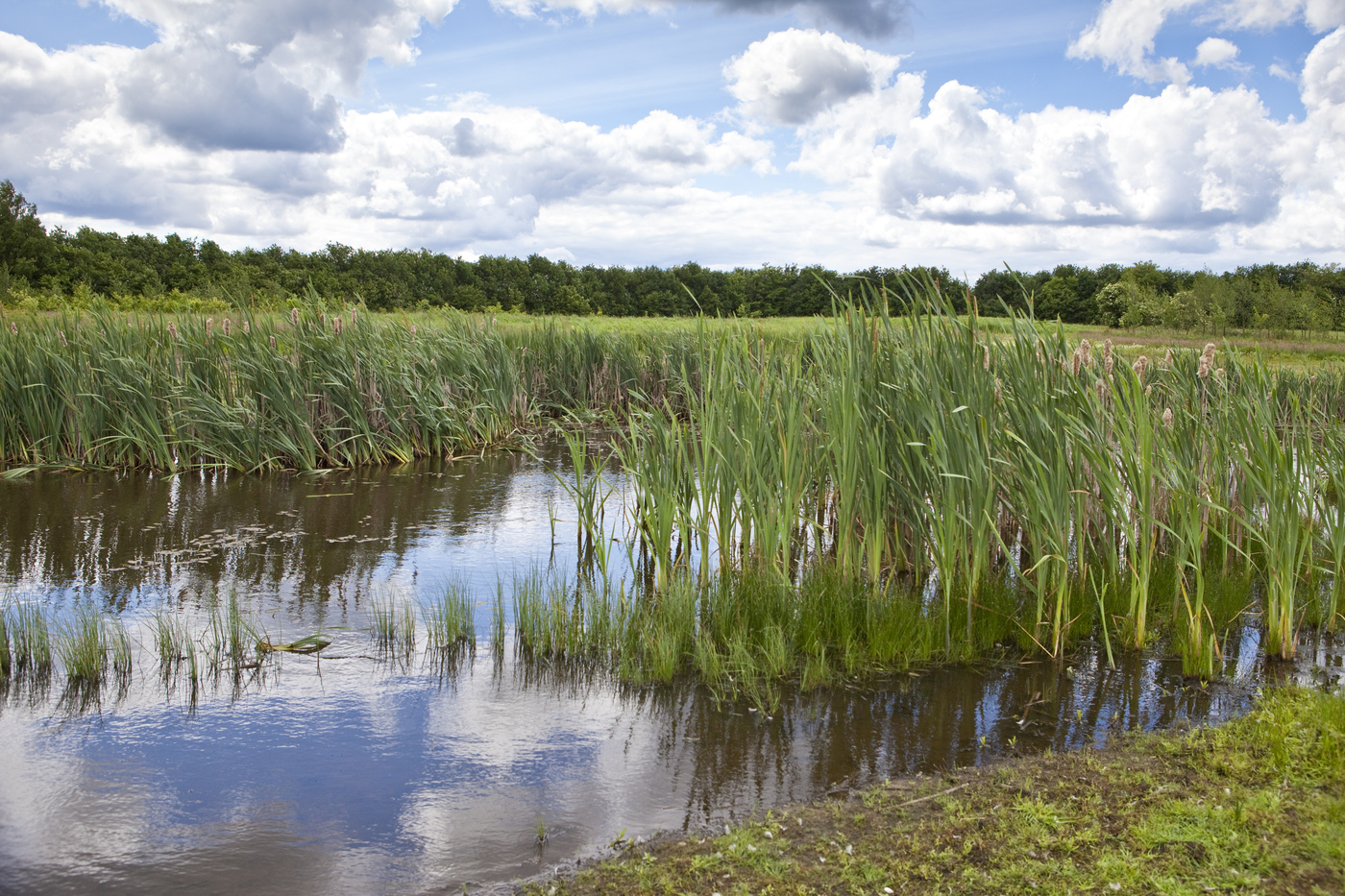 Korte Broek grasland