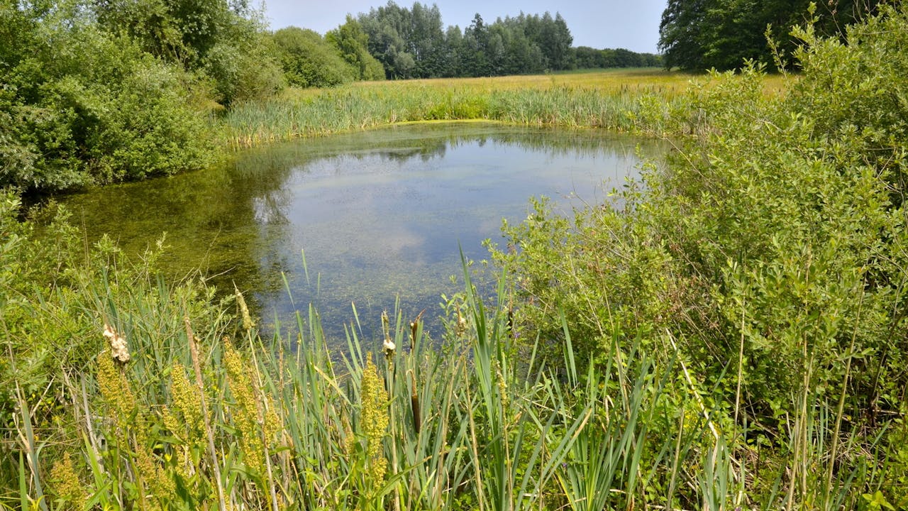 Kaaigraaf vijver