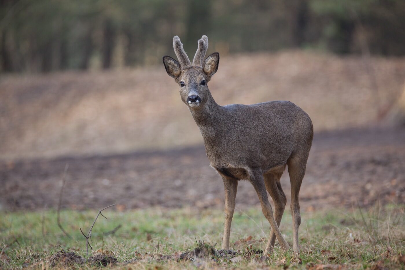 Landgoed Biljoen; close-up van een ree