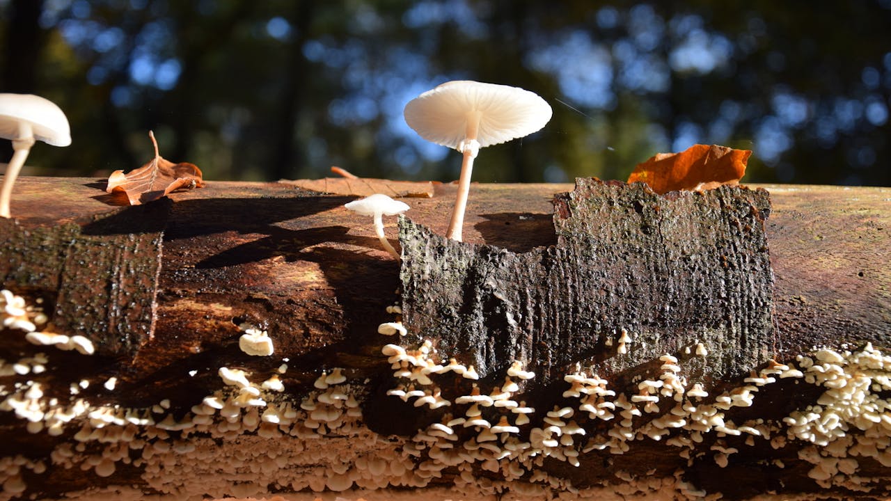 Landgoed Hoekelum paddenstoel