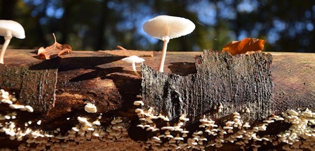 Landgoed Hoekelum paddenstoel