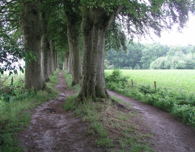 Landgoed Hoevelaken bomenlaan