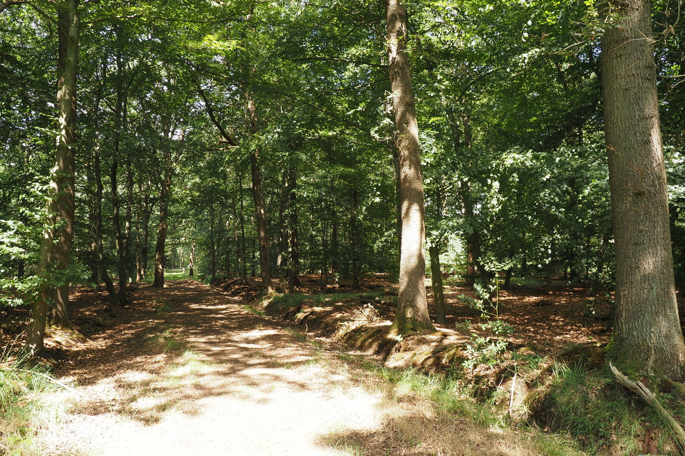 Masterveld; bospad met gedempt zonlicht door de bomen.