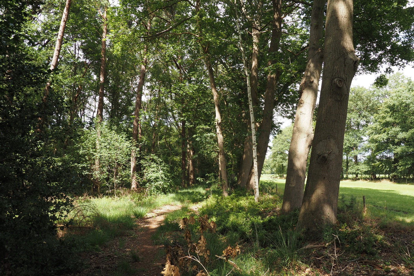 Muggenhoek; bospad langs een weide