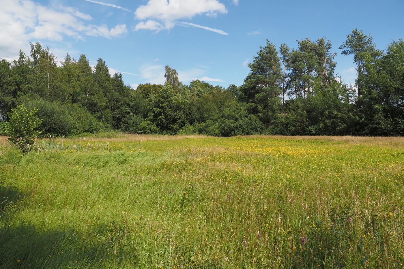 Muggenhoek; grasland met wilde bloemen aan een bosrand.
