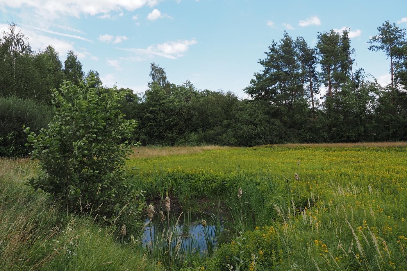 Muggenhoek; bosrand aan een veld met gras, wilde bloemen en een poel