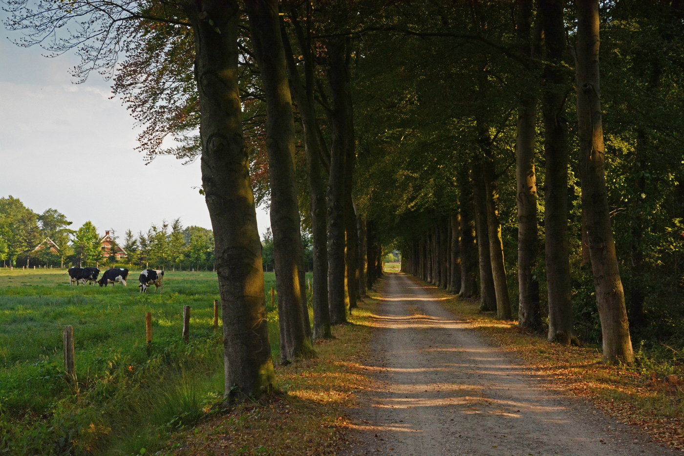 Scholtengoed Gossink Bospad met koeien
