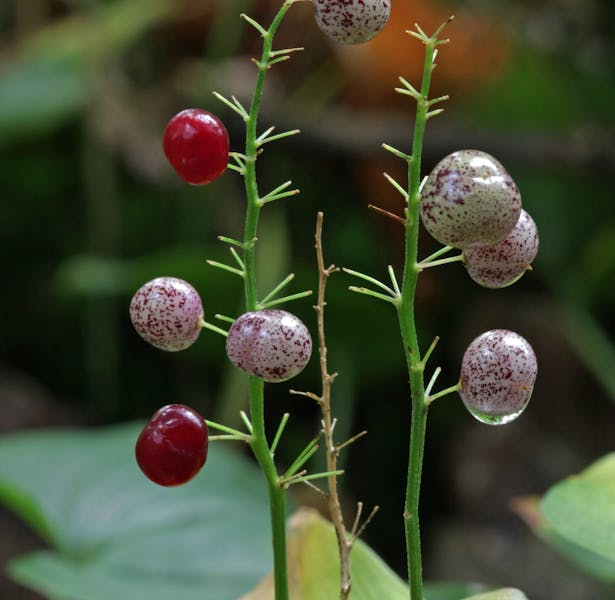 Scholtengoederen Hijink, Aarnink en De Haar; dalkruid met rode en rood gespikkelde besjes.