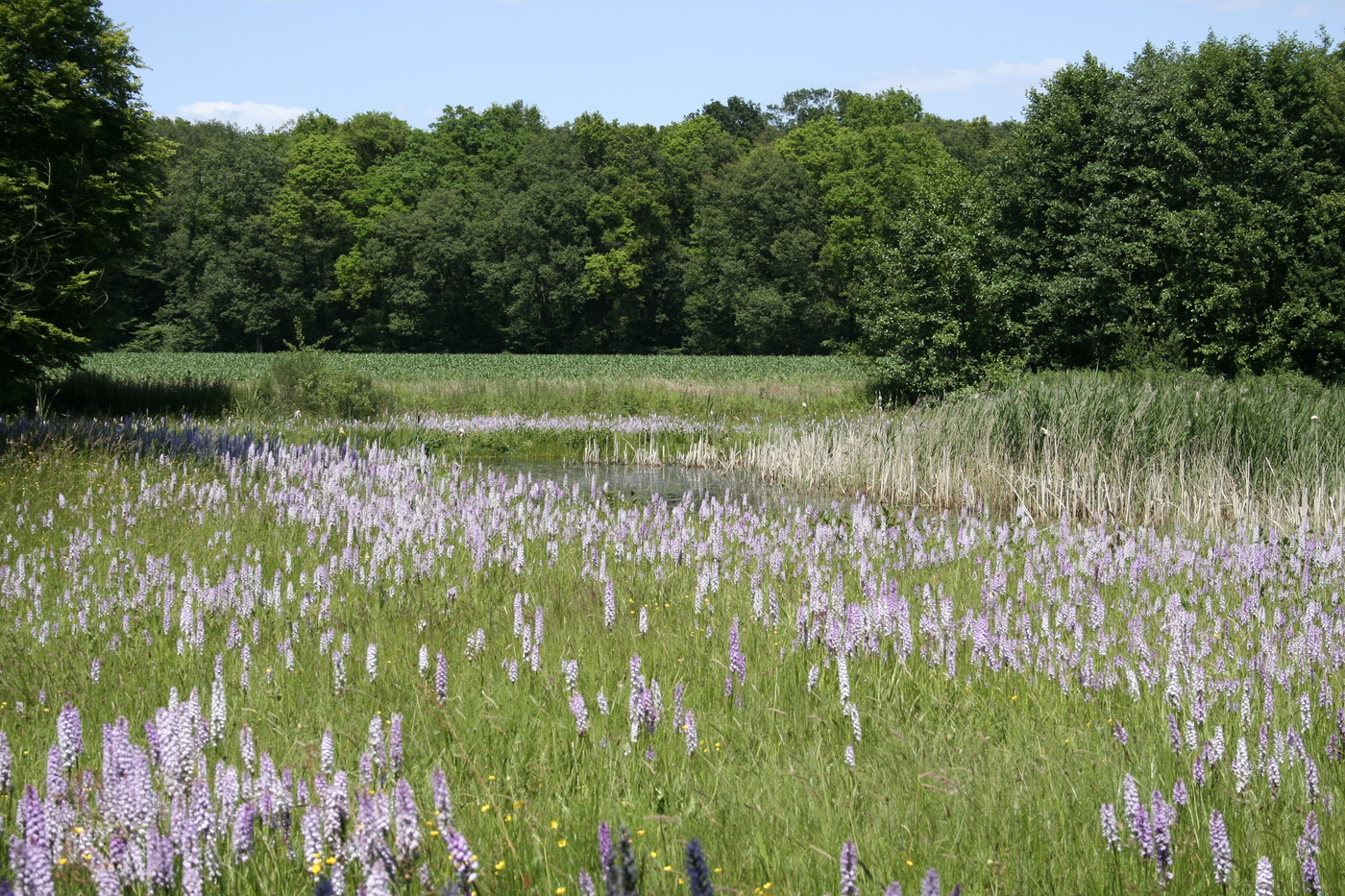 Scholtengoed Hijink, Aarnink en De Haar; een veld vol bloeiende orchideeën, een waterpartij en een bosrand op de achtergrond.