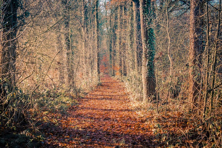 Scholtengoed Hijink; bospad in de herfst