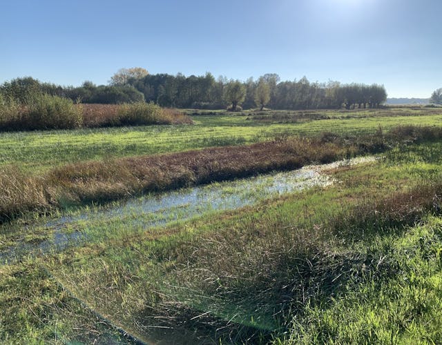Wittebrink; natte graslanden, met wilgen op de achtergrond