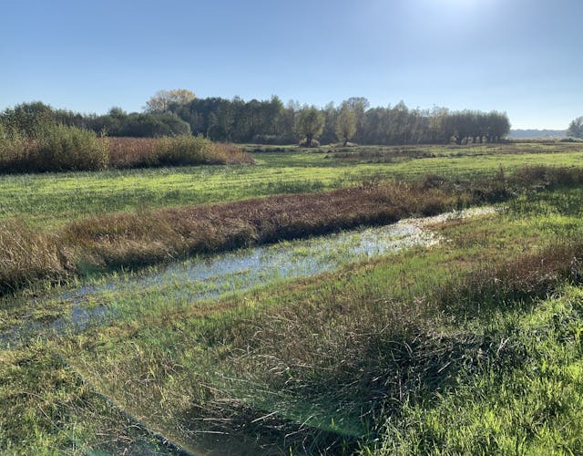 Wittebrink natte graslanden