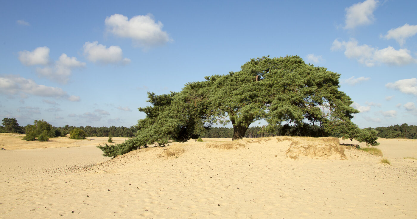 Zandverstuiving met solitaire grove den in stuifzandgebied De Haere.