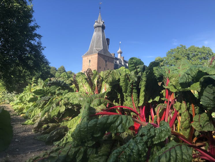 Rabarber in de moestuin Doorwerth