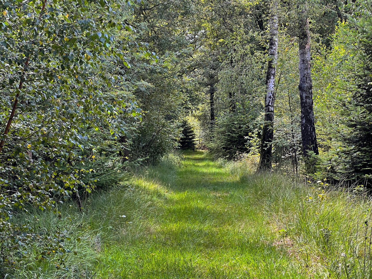 Armenbos; een bospad van gras in de zomer