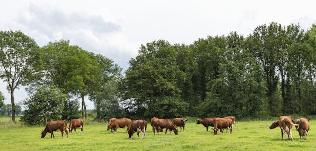 Batenburg weiland koeien