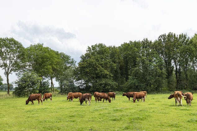Batenburg weiland koeien