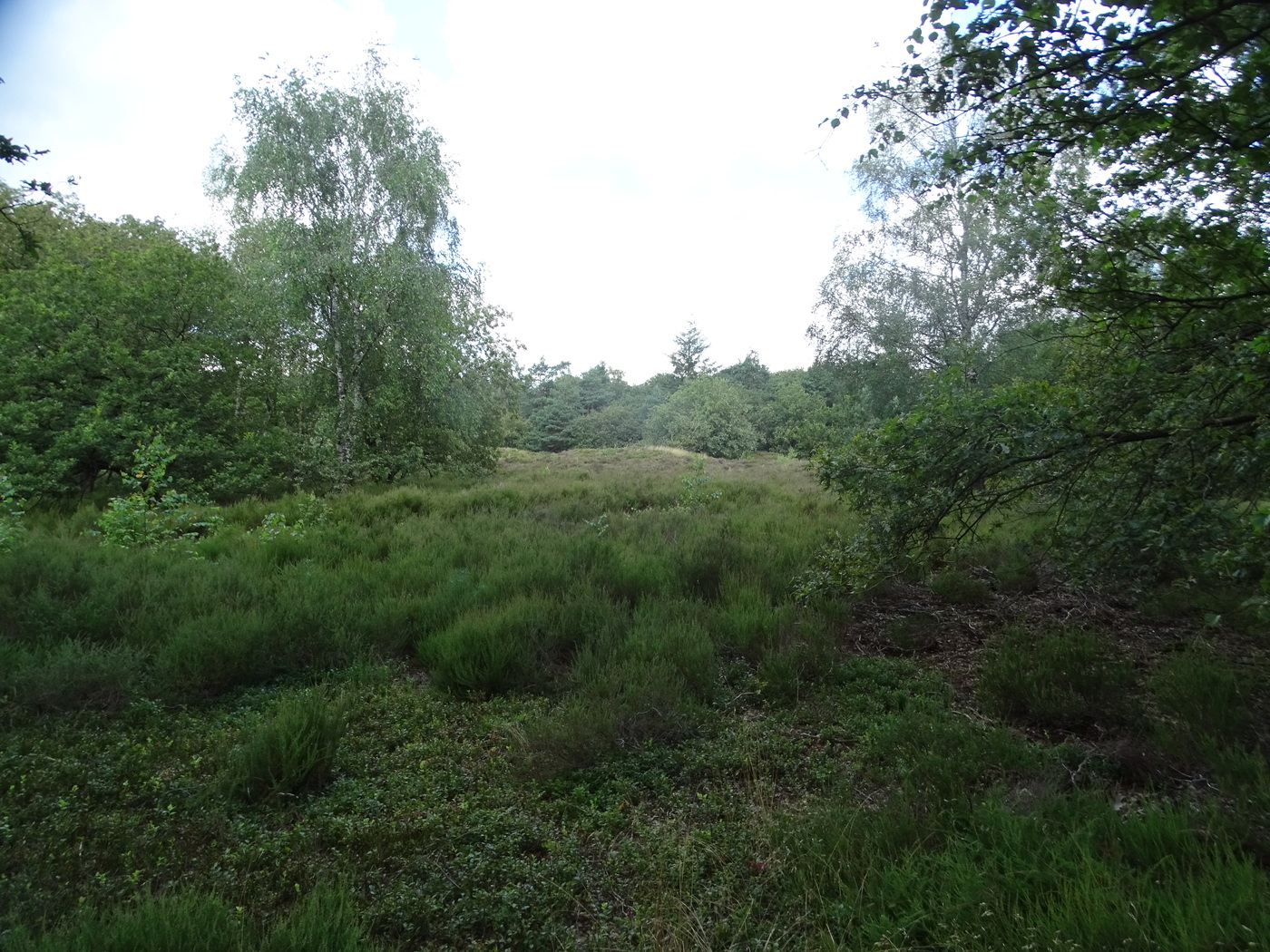 Bergsham; bos en heide